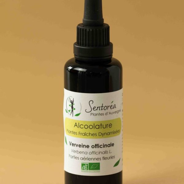 Verveine officinale